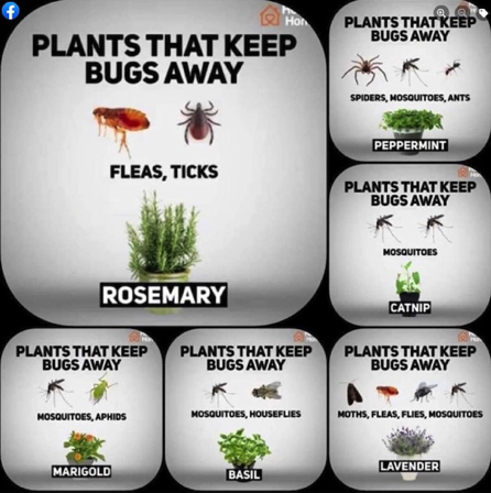 Mar 21 - "Plants that keep bugs away", Facebook-Simplistically Living,